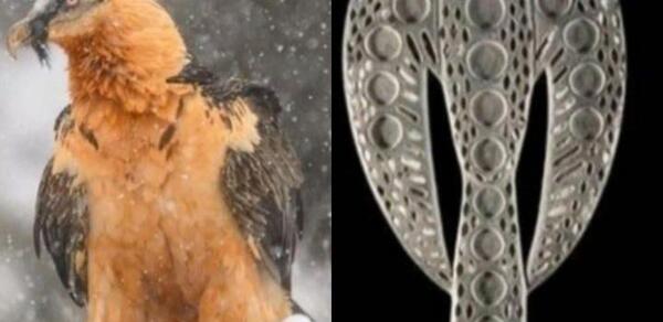 عکس عقاب هخامنشیان