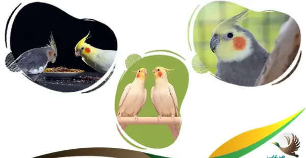 مدفوع عکس عروس هلندی حامله