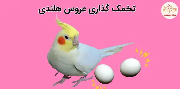 مدفوع عکس عروس هلندی حامله