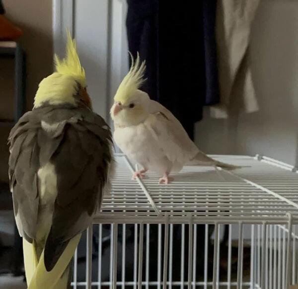 مدفوع عکس عروس هلندی حامله