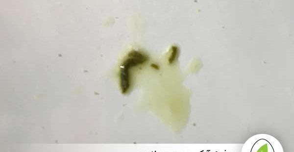 مدفوع عکس عروس هلندی حامله