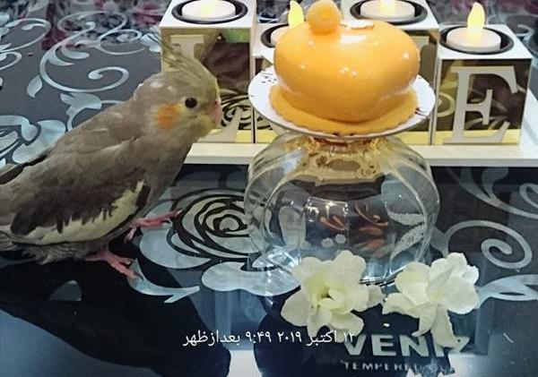 مدفوع عکس عروس هلندی حامله