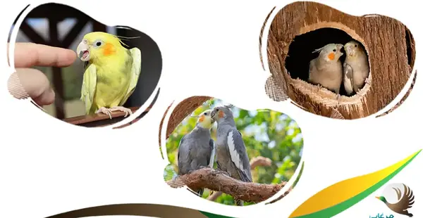 مدفوع عکس عروس هلندی حامله
