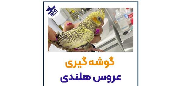 مدفوع عکس عروس هلندی حامله