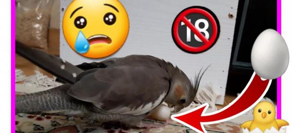 تخم گذاری عکس عروس هلندی حامله