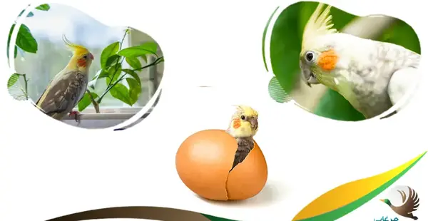 تخم گذاری عکس عروس هلندی حامله