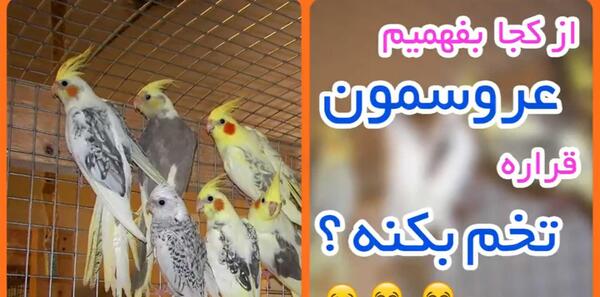تخم گذاری عکس عروس هلندی حامله