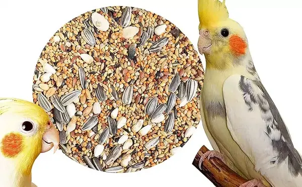 تخم گذاری عکس عروس هلندی حامله