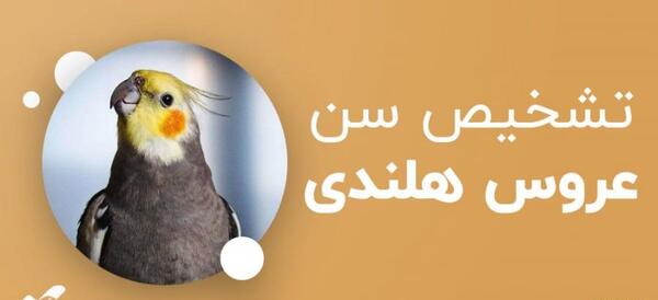 عکس عروس هلندی ماده حامله