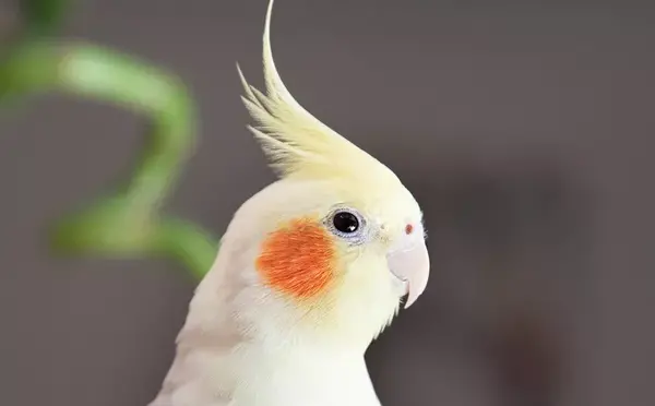 عکس عروس هلندی ماده حامله