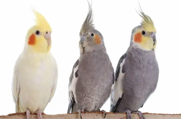 عکس عروس هلندی ماده حامله