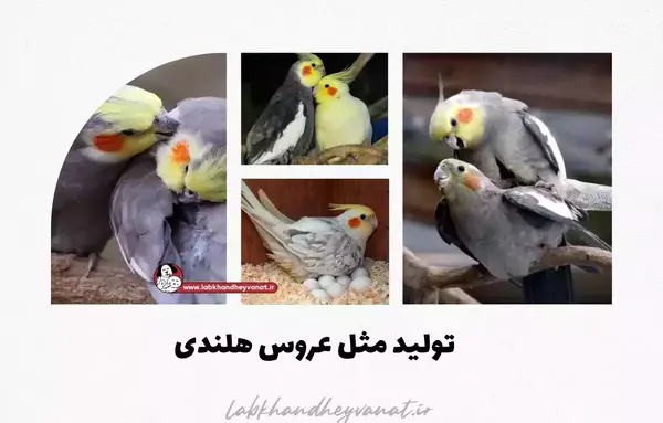 عکس عروس هلندی ماده حامله