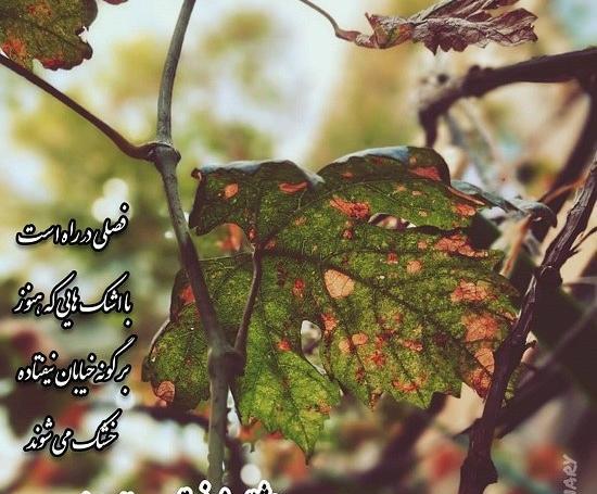 عکس پروفایل عاشقی ممنوع