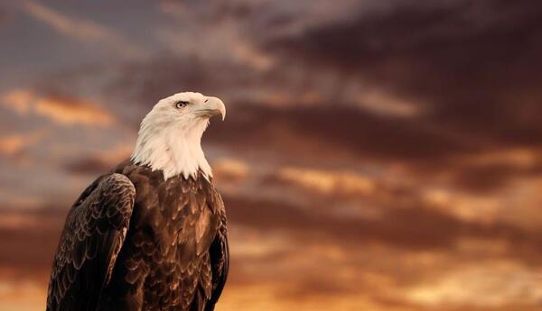 عکس عقاب عکس عقاب عکس عق