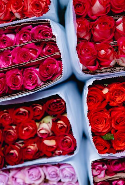 عکس های گل عاشقی