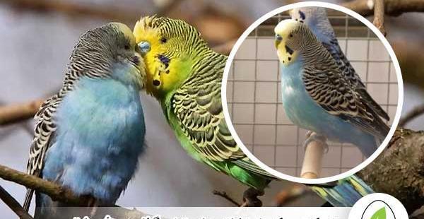 نر علاءم بارداری عکس عروس هلندی حامله