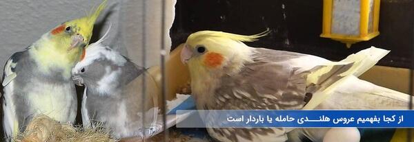نر علاءم بارداری عکس عروس هلندی حامله
