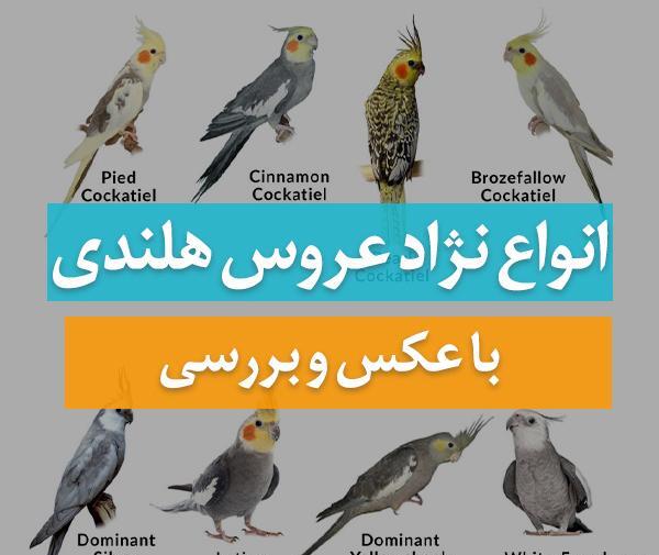 عکس عروس عکس عروس هلندی