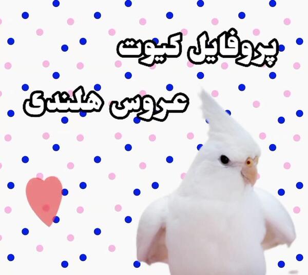 عکس عروس هلندی فانتزی برای پروفایل