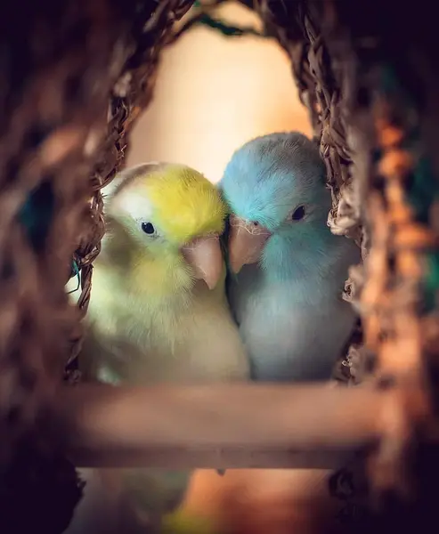 عکس عروس هلندی فانتزی برای پروفایل