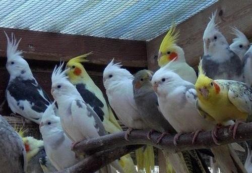 عکس عروس هلندی فانتزی برای پروفایل