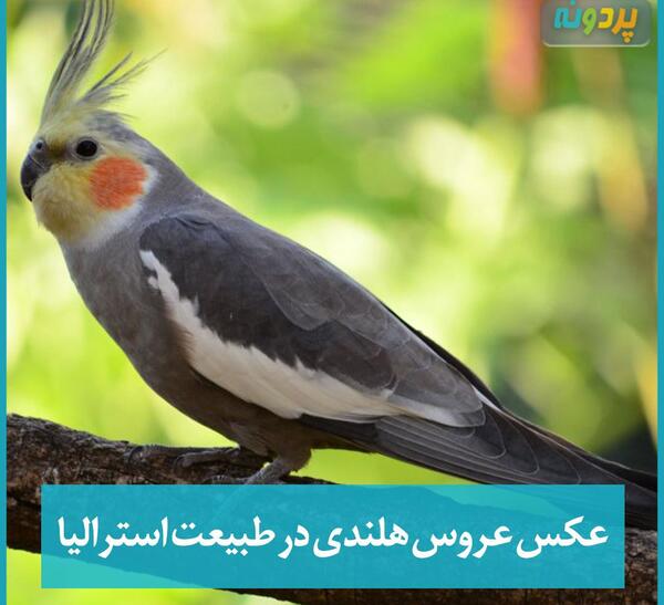 عکس عروس هلندی شاه تخم