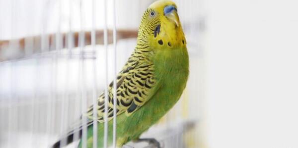 عکس عروس هلندی شاه تخم