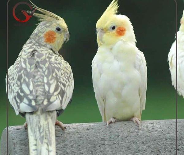 عکس عروس هلندی شاه تخم