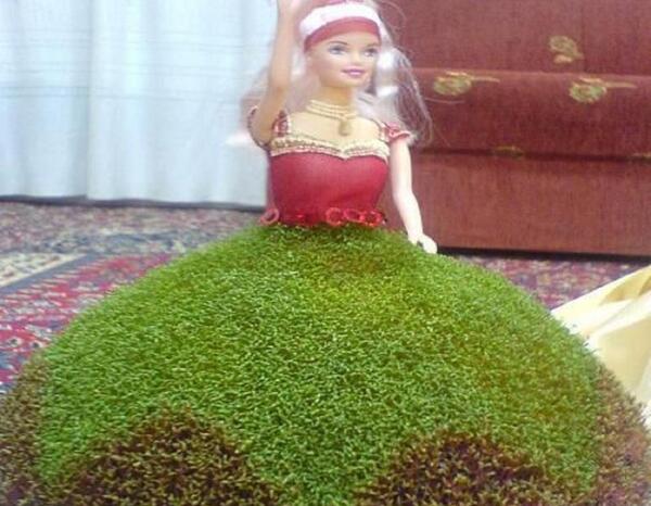عکس سبزه عروس داماد