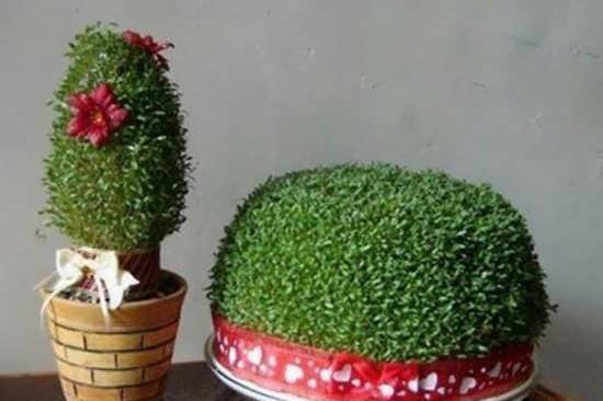 عکس سبزه عروس داماد
