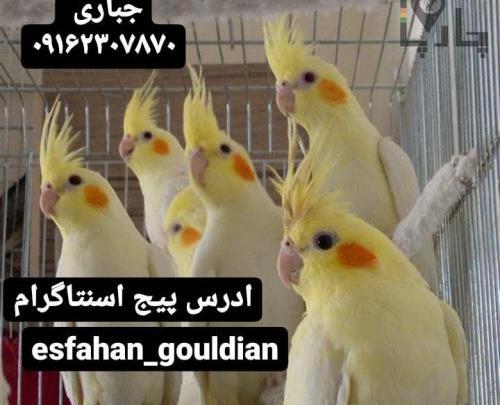 عکس عروس هلندی چشم آبی
