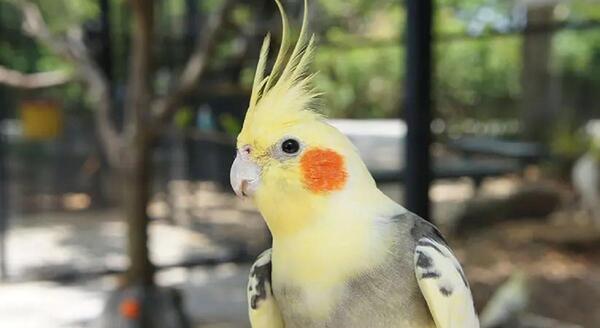 عکس عروس هلندی چشم آبی