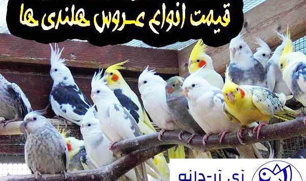 عکس عروس هلندی چشم آبی