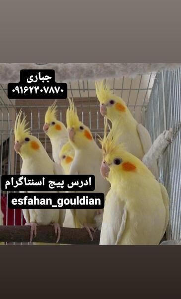 عکس عروس هلندی لوتینو و آلبینو