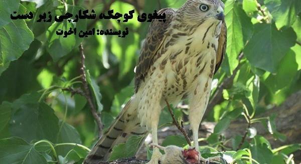 عکس پرنده ی قوش