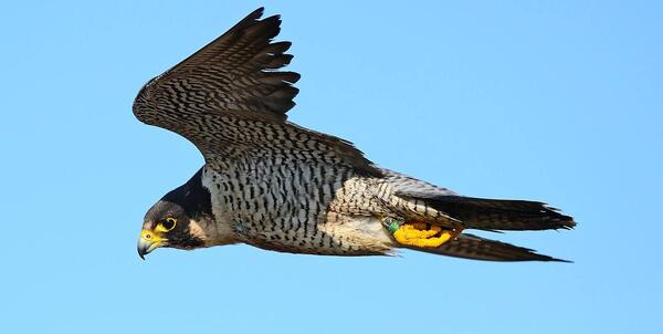 عکس پرنده ی قوش