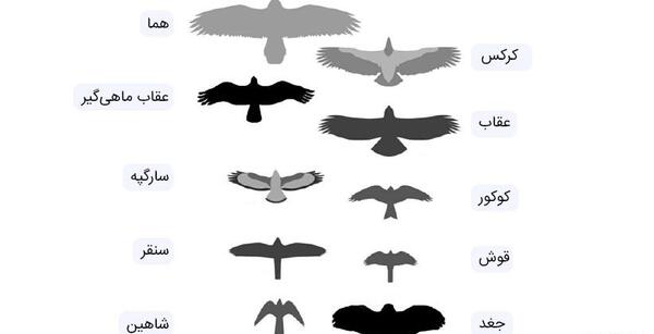 عکس پرنده ی قوش
