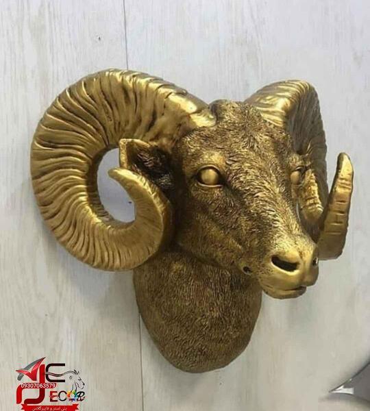 عکس کله قوچ