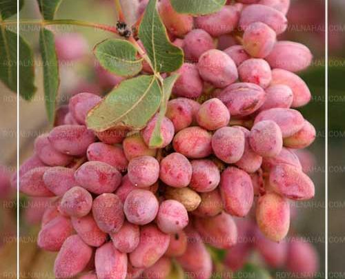 عکس کله قوچ