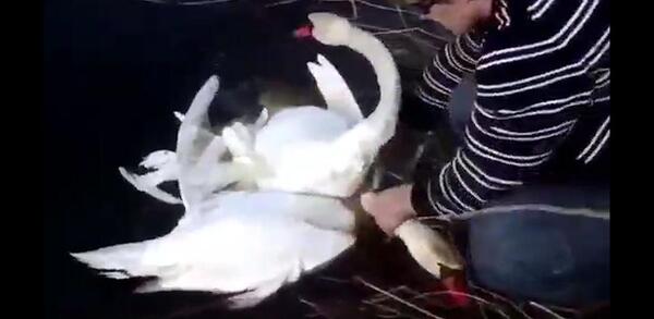 عکس قو و جوجه هاش