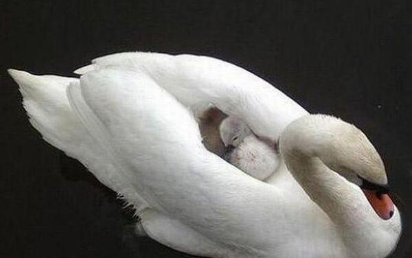عکس قو بچه