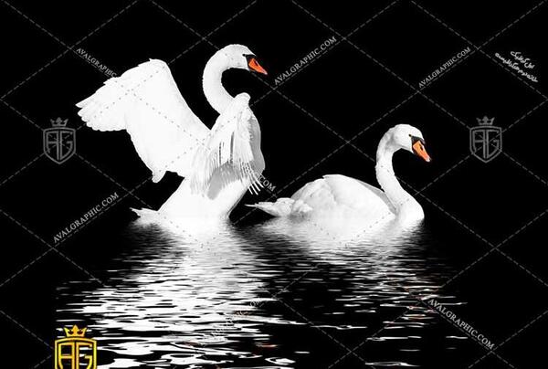 عکس قو نر و ماده