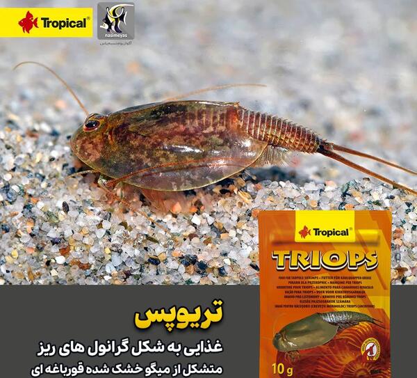 عکس معجزه گر قورباغه