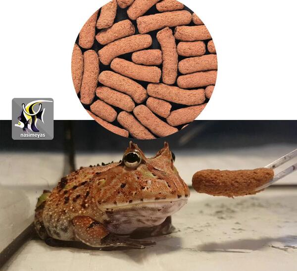 عکس معجزه گر قورباغه