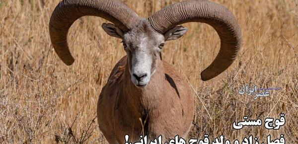 عکس کله پاچه قوچ