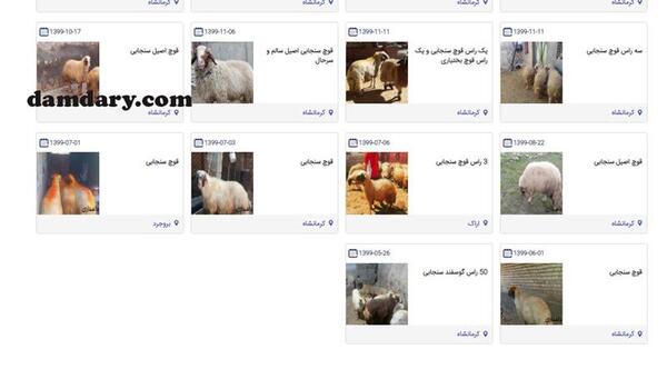 عکس کله پاچه قوچ