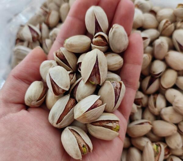 عکس ماهی کله قوچی