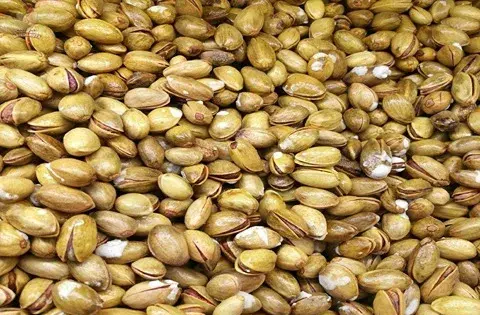 عکس ماهی کله قوچی