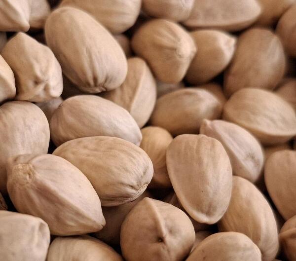 عکس ماهی کله قوچی