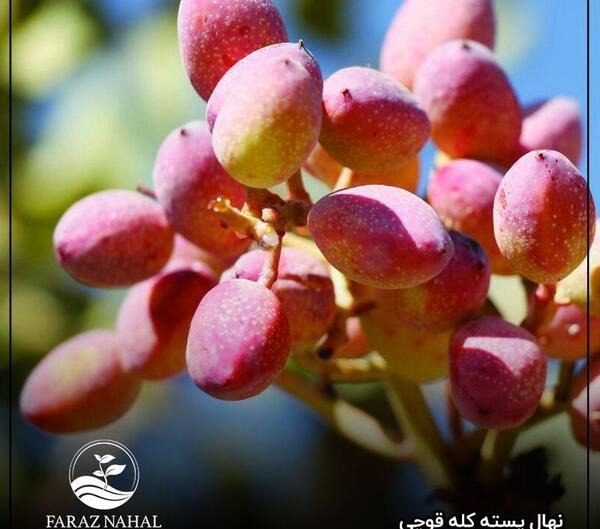 عکس ماهی کله قوچی